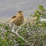 El Calafate - Laguna Nimez - Falcon